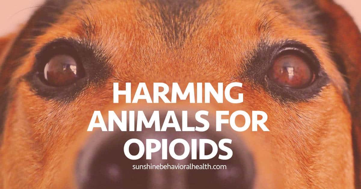 Are Pet Owners Using Their Animals to Get Opioids?