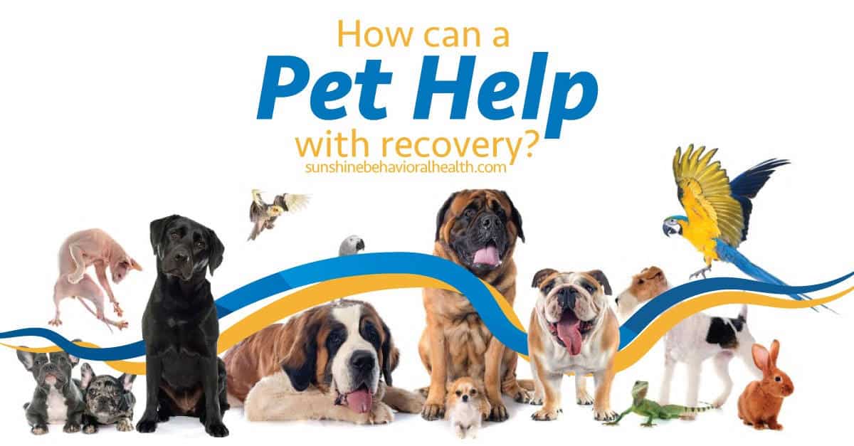 How Can Pet’s Help In Addiction Recovery